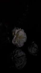 16597315-E201-4F4C-9667-E0EE8EF9A625/L0/001