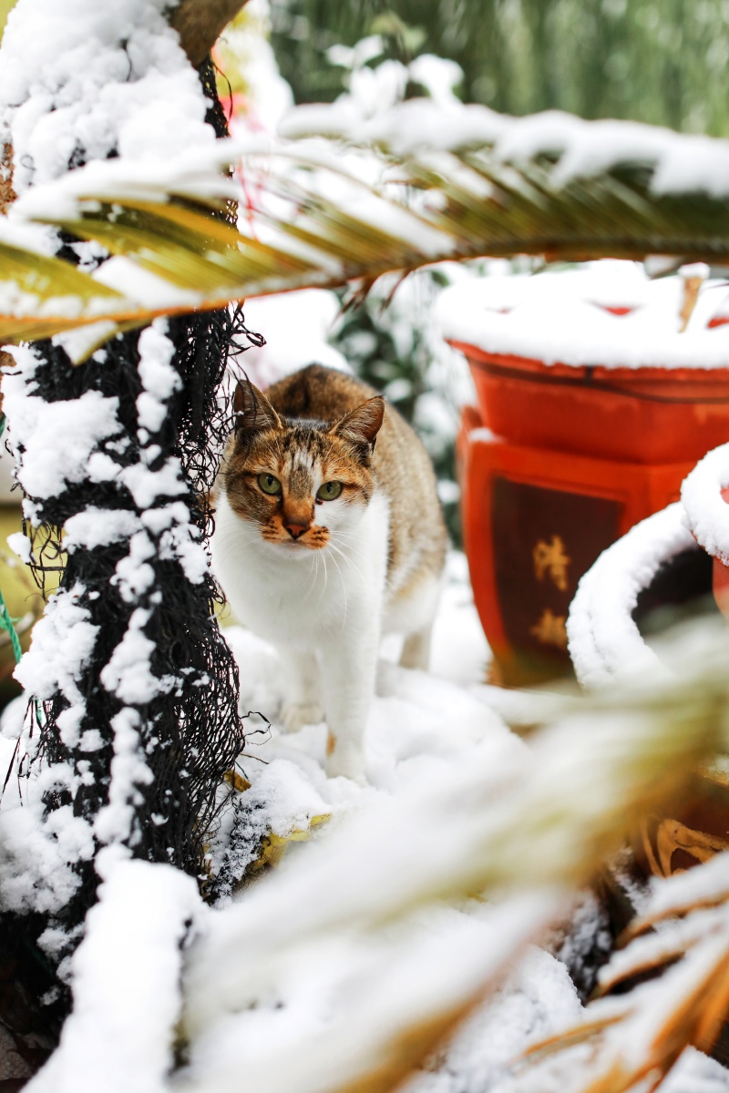 下雪猫咪