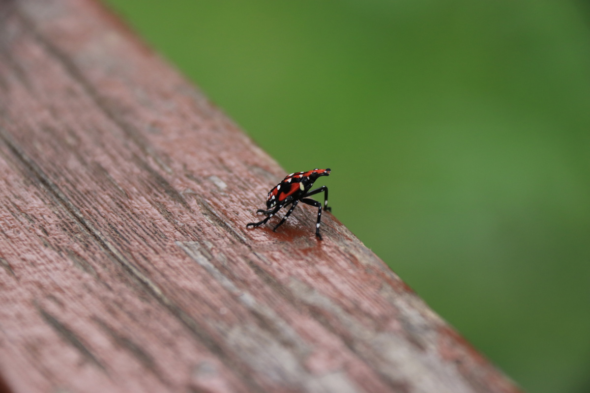 一只可爱的小跳虫