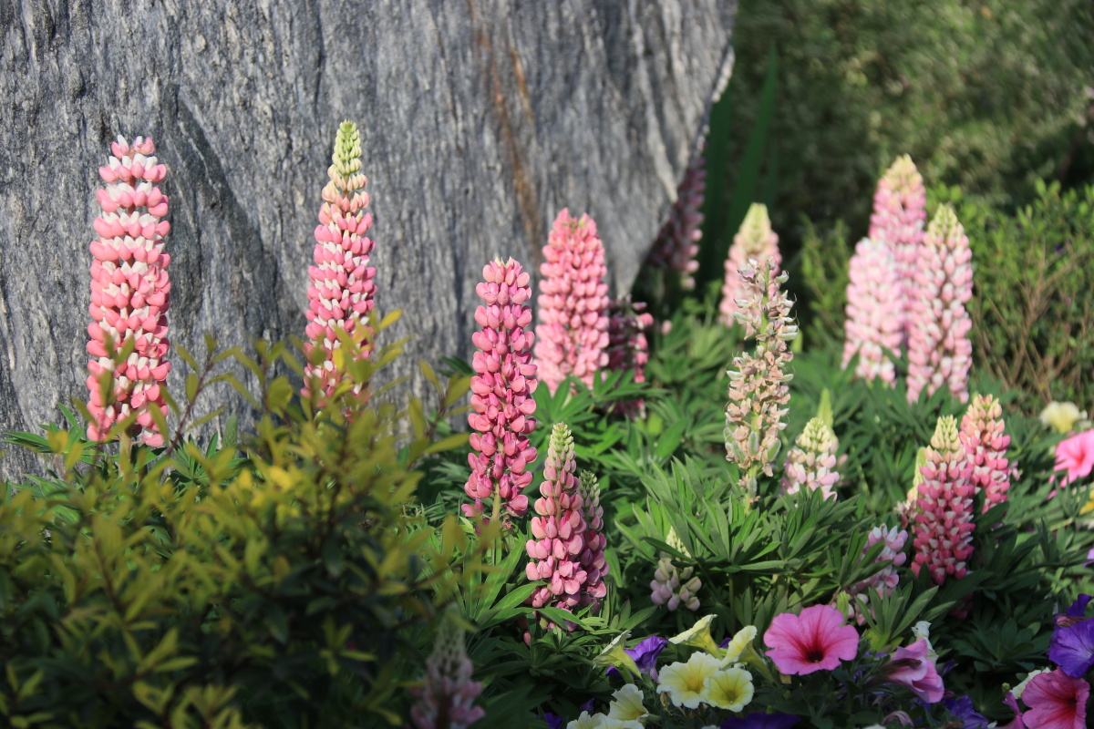 花园中的美丽花朵