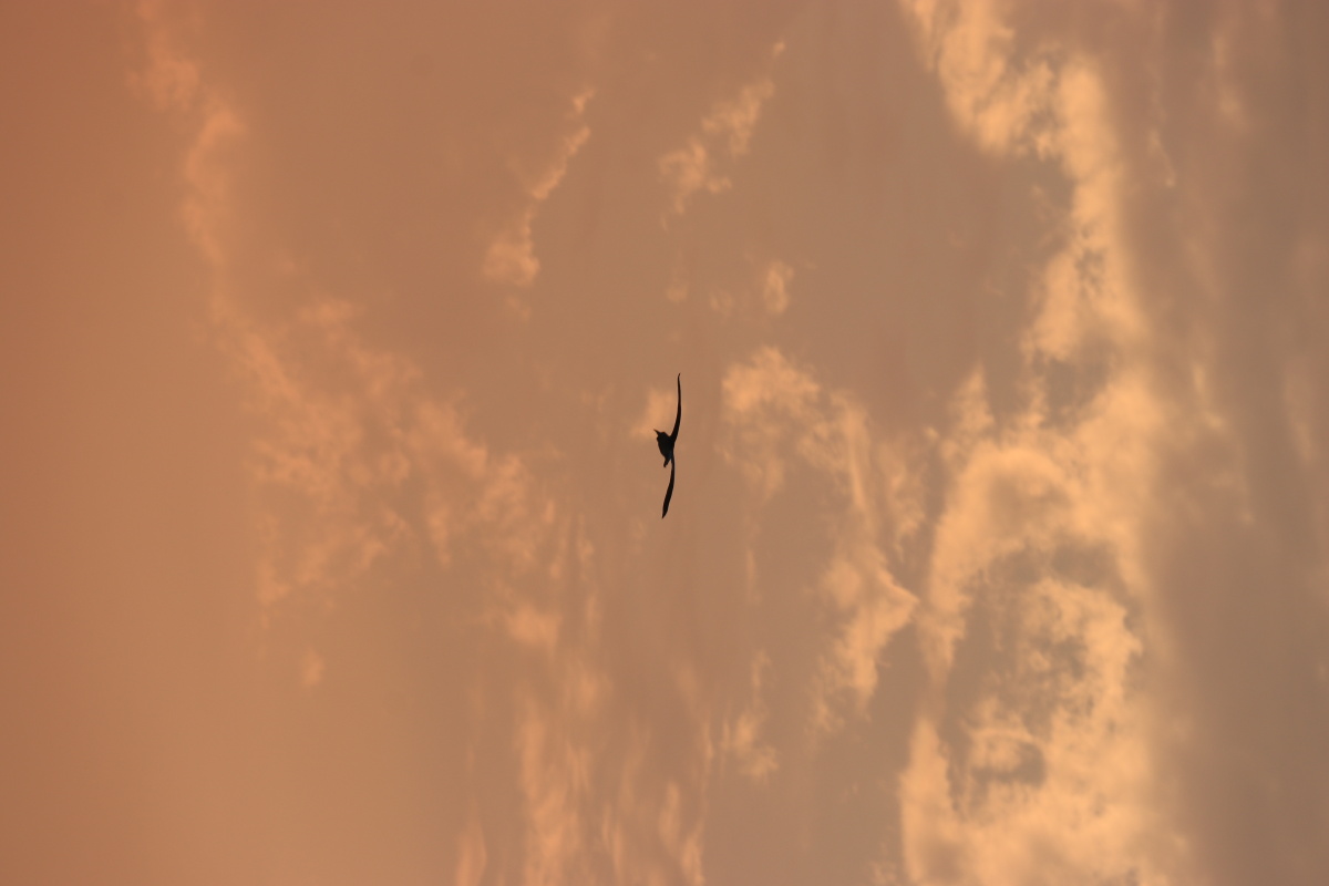 夕阳余辉中展翅高飞的鸟儿