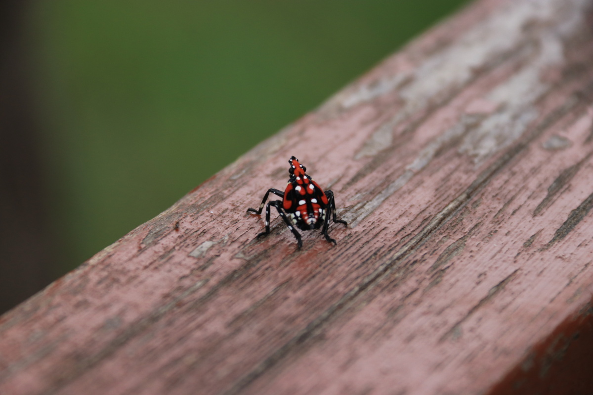 一只可爱的小跳虫