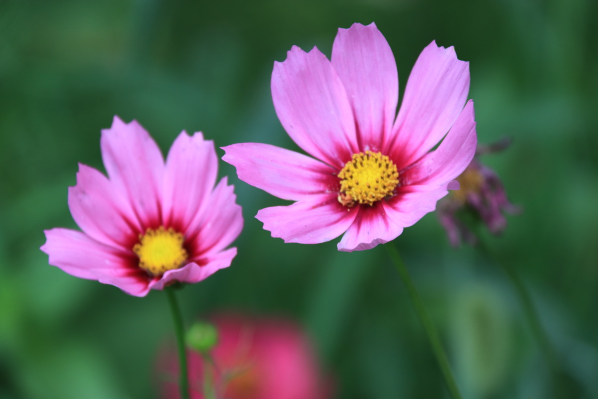 几张小花照片为夏日带来一丝清凉