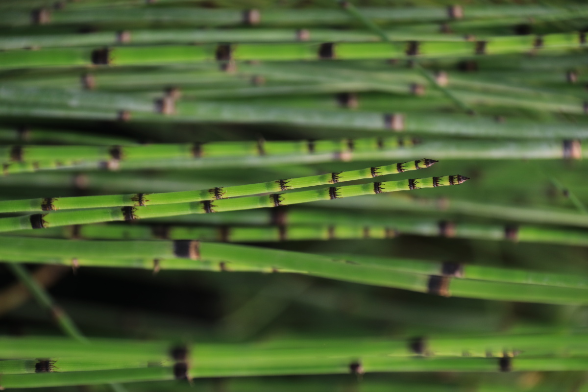 翠绿色的笔杆木贼