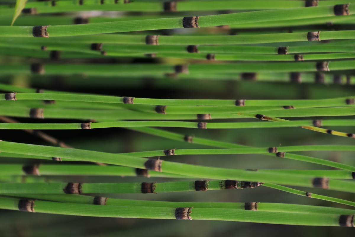 翠绿色的笔杆木贼