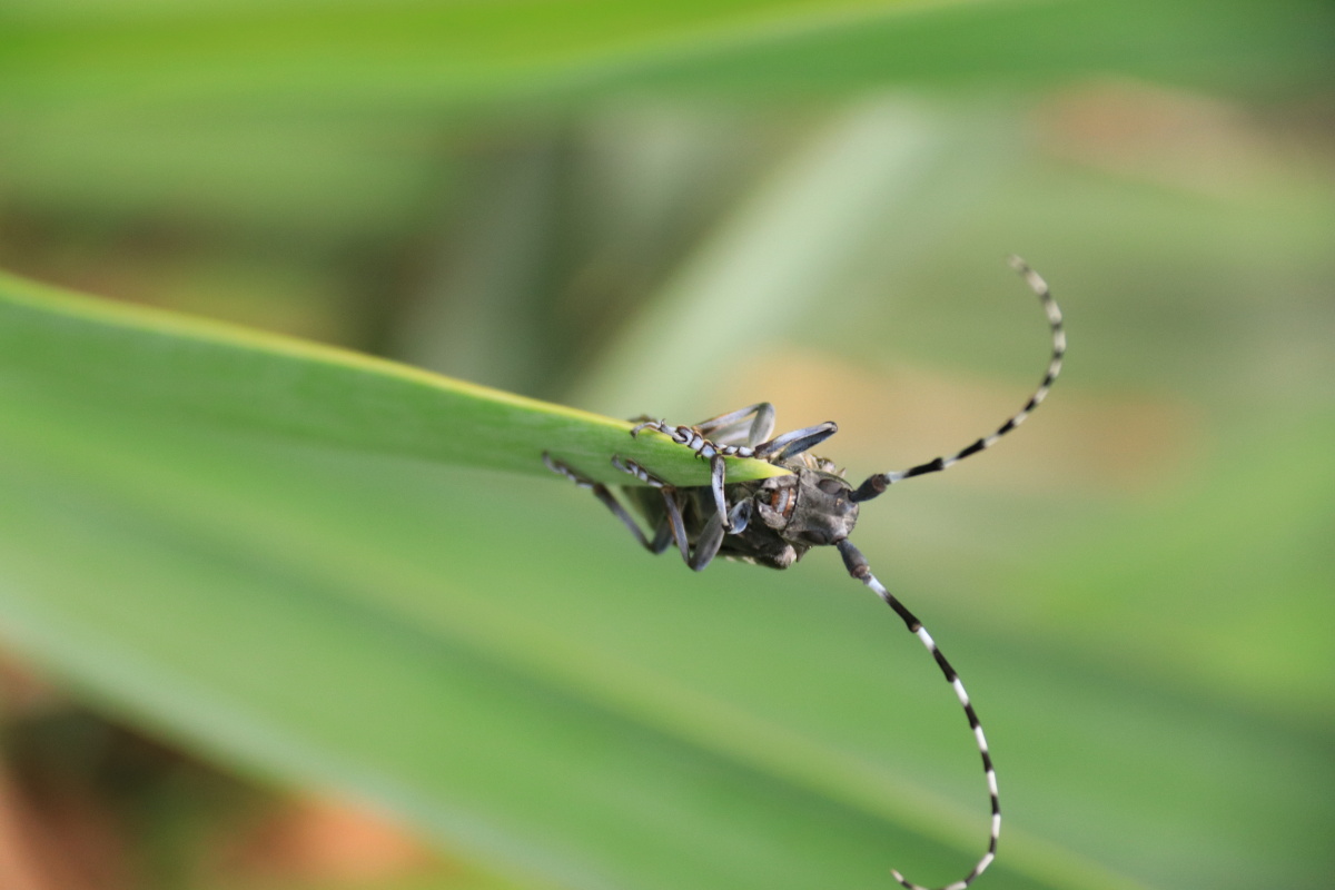 一只攀爬向上的天牛