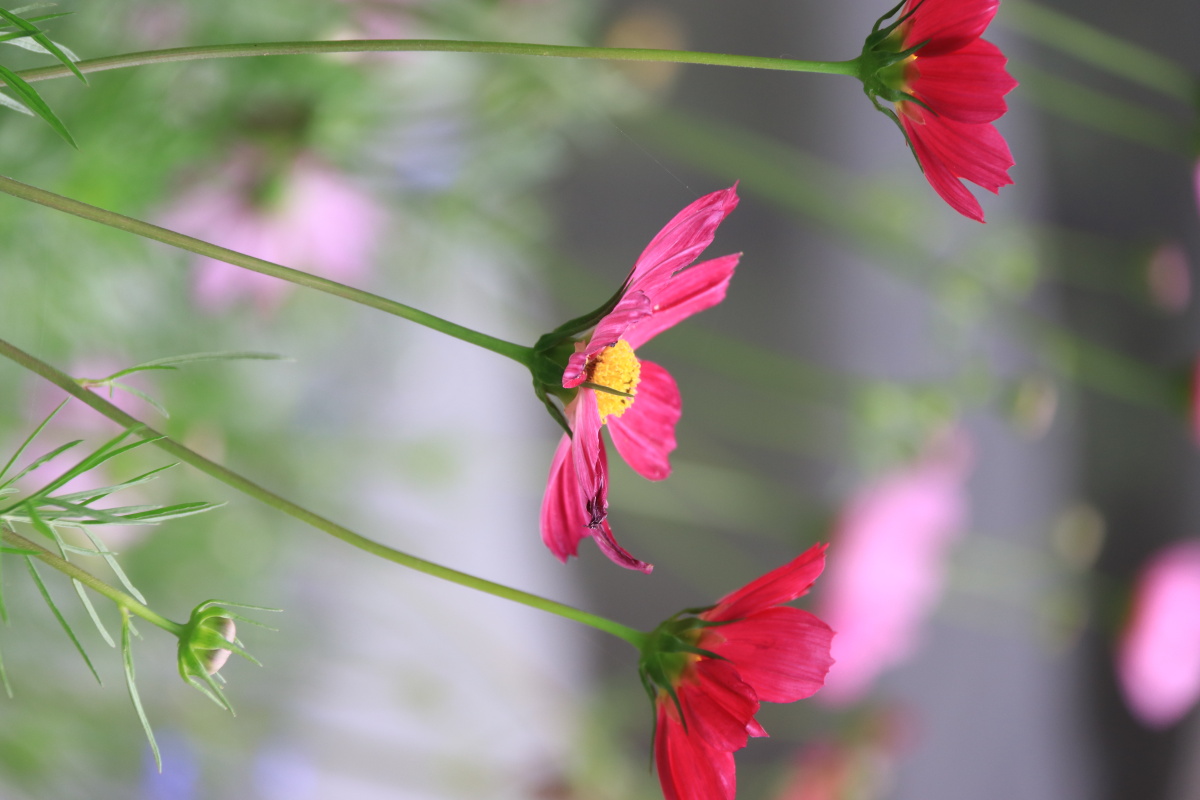 几张小花照片为夏日带来一丝清凉