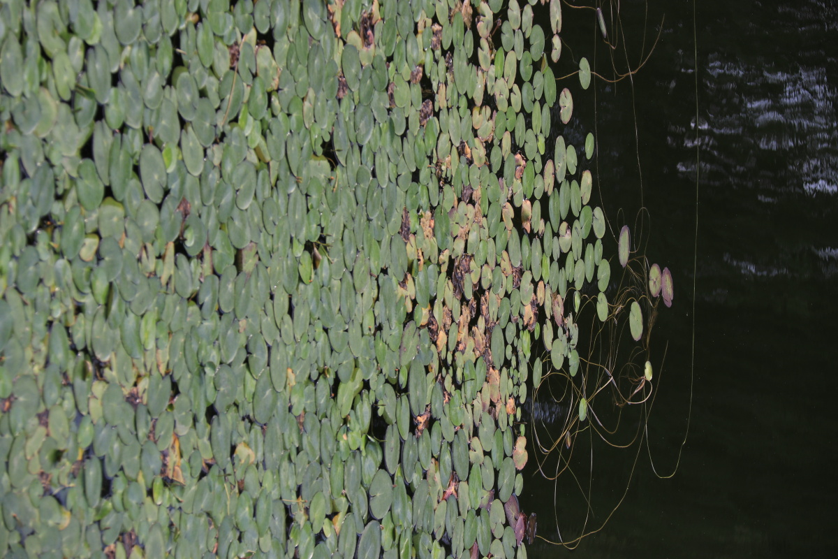 有着浮萍的池塘!