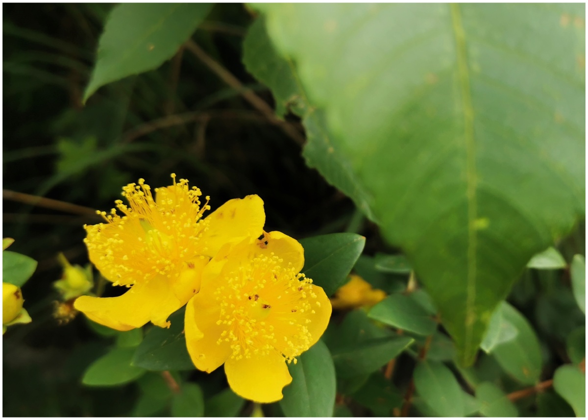 最爱金丝梅明黄如夏