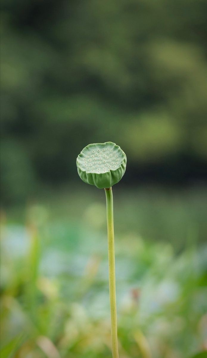 禅耘凡尘 - 图虫