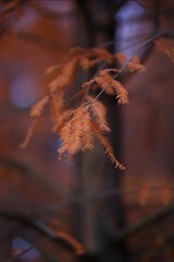 C145261C-1C96-455F-B129-07261C32878D/L0/001