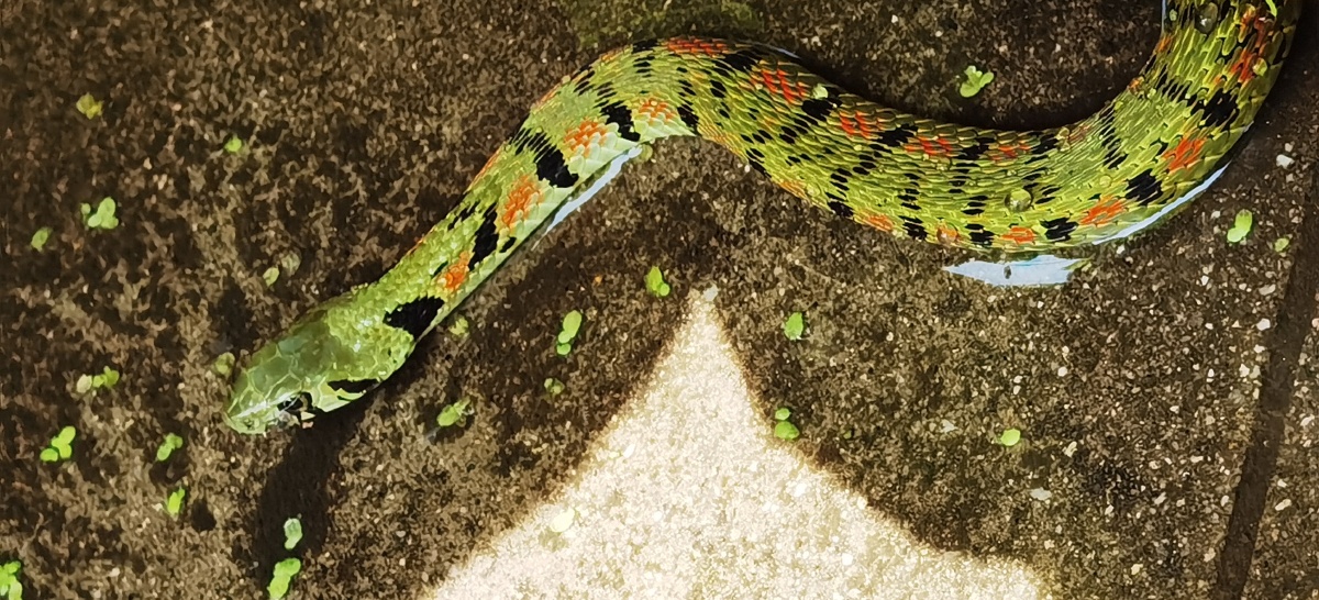 在工作的地方发现一条虎皮游蛇