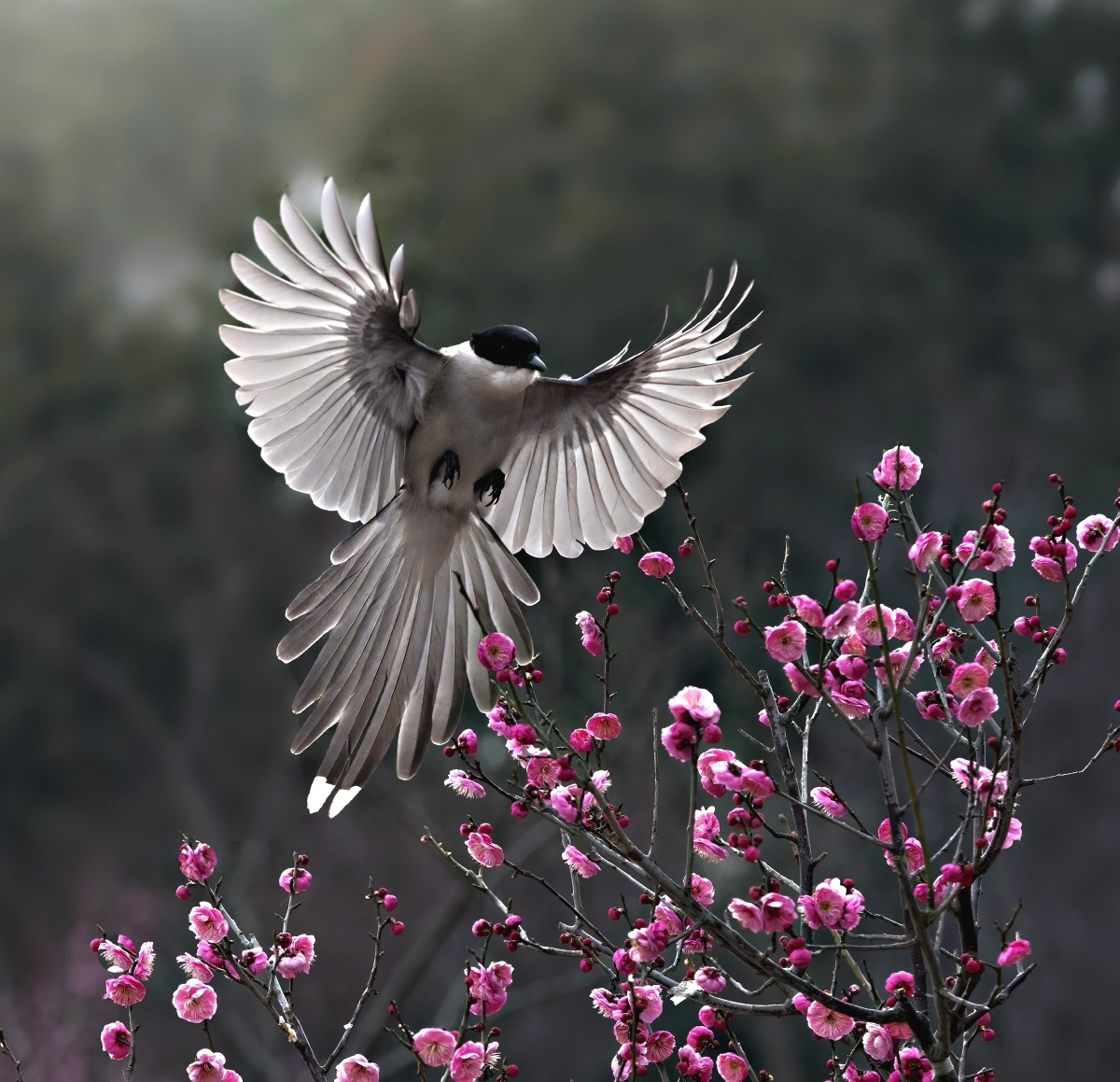 喜鹊登梅 - 摄影师161467033605370 - 图虫