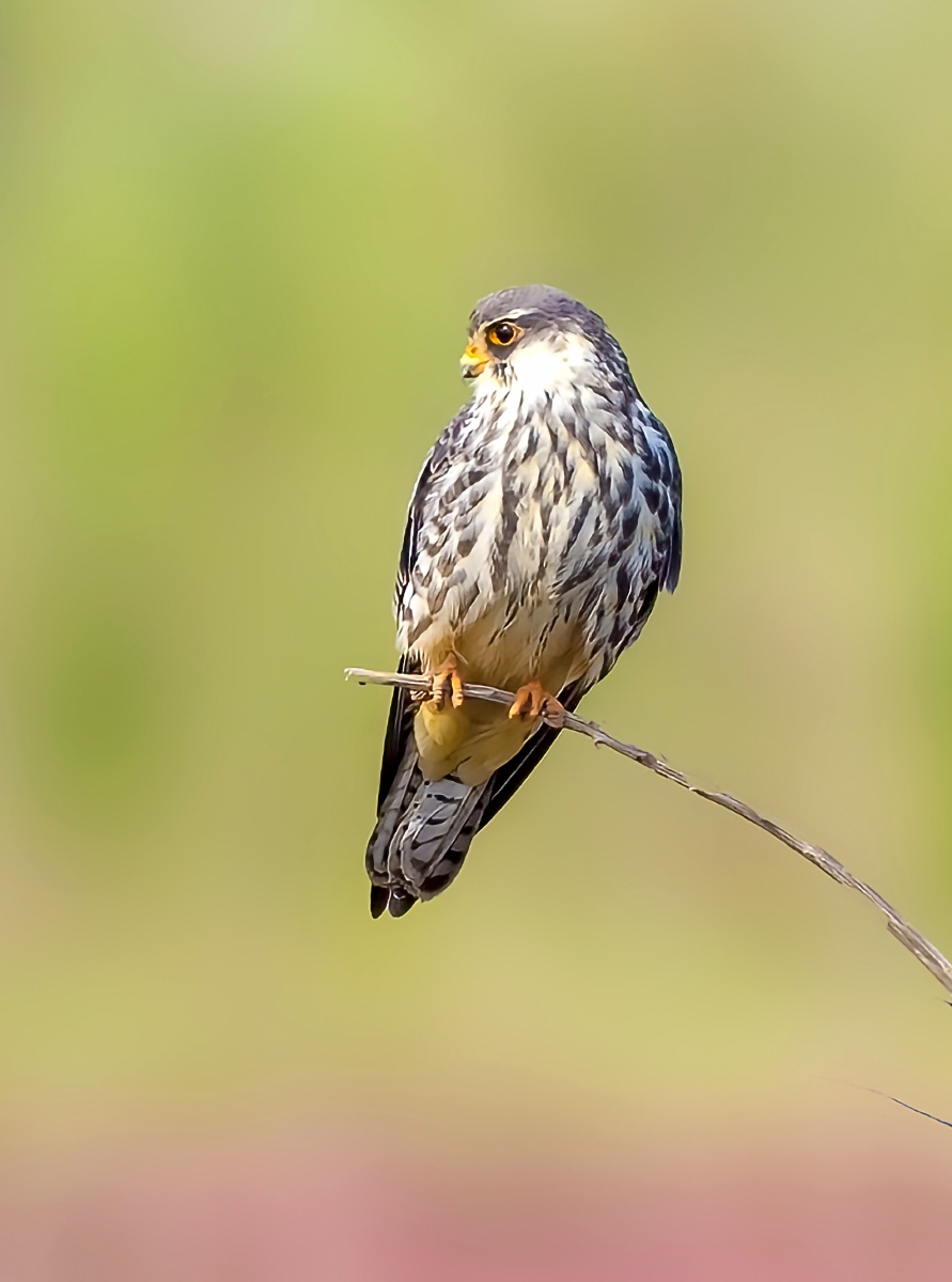 红脚隼61犀利的目光
