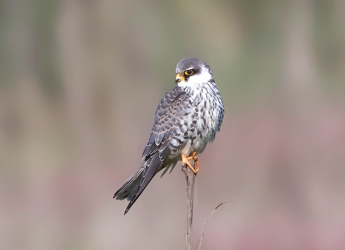 红脚隼61犀利的目光