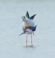 26577