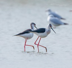 26585