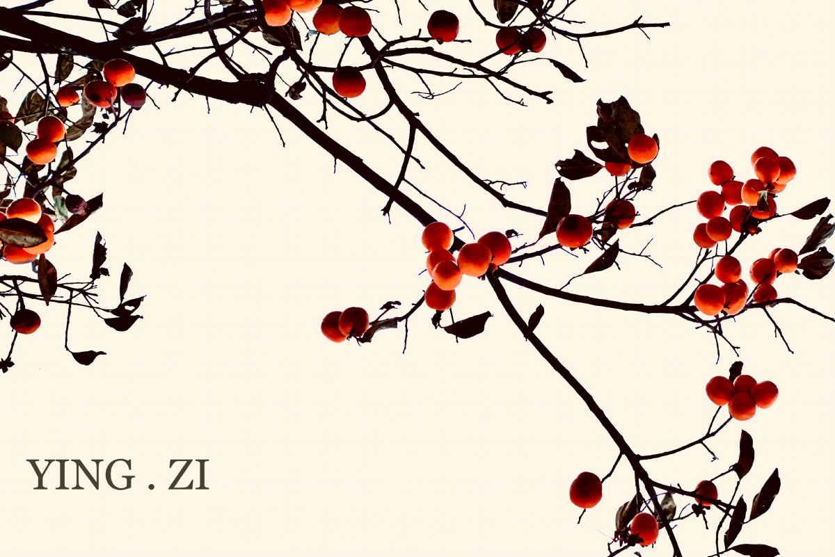 柿柿如意 - treasures976 - 图虫