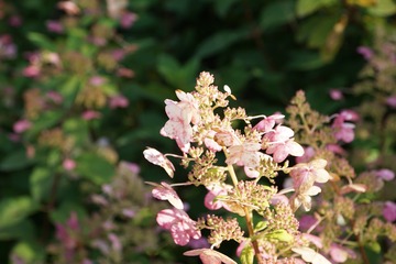 8C8AA768-3B26-4279-86E9-4BB5C5FC336A/L0/001