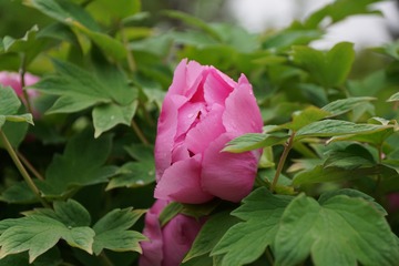 4BA85A4F-EBB4-47A2-AA7F-6F648285F4F8/L0/001