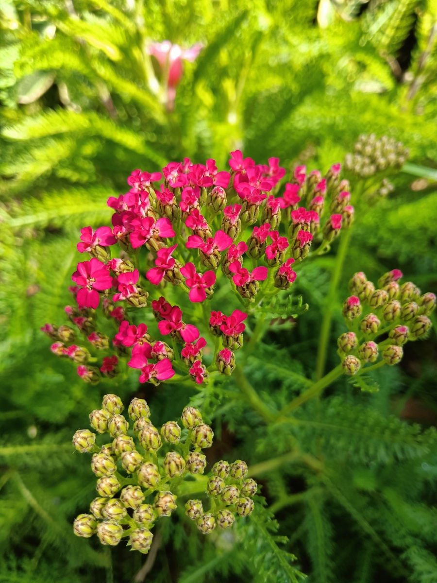 高山蓍:全草入药,能清热解毒,祛风止痛 - 小蚂蚁摄影师 - 图虫