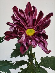 1000016613