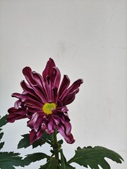 1000016595