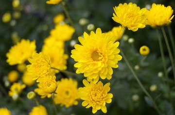 菊2