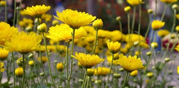 菊3