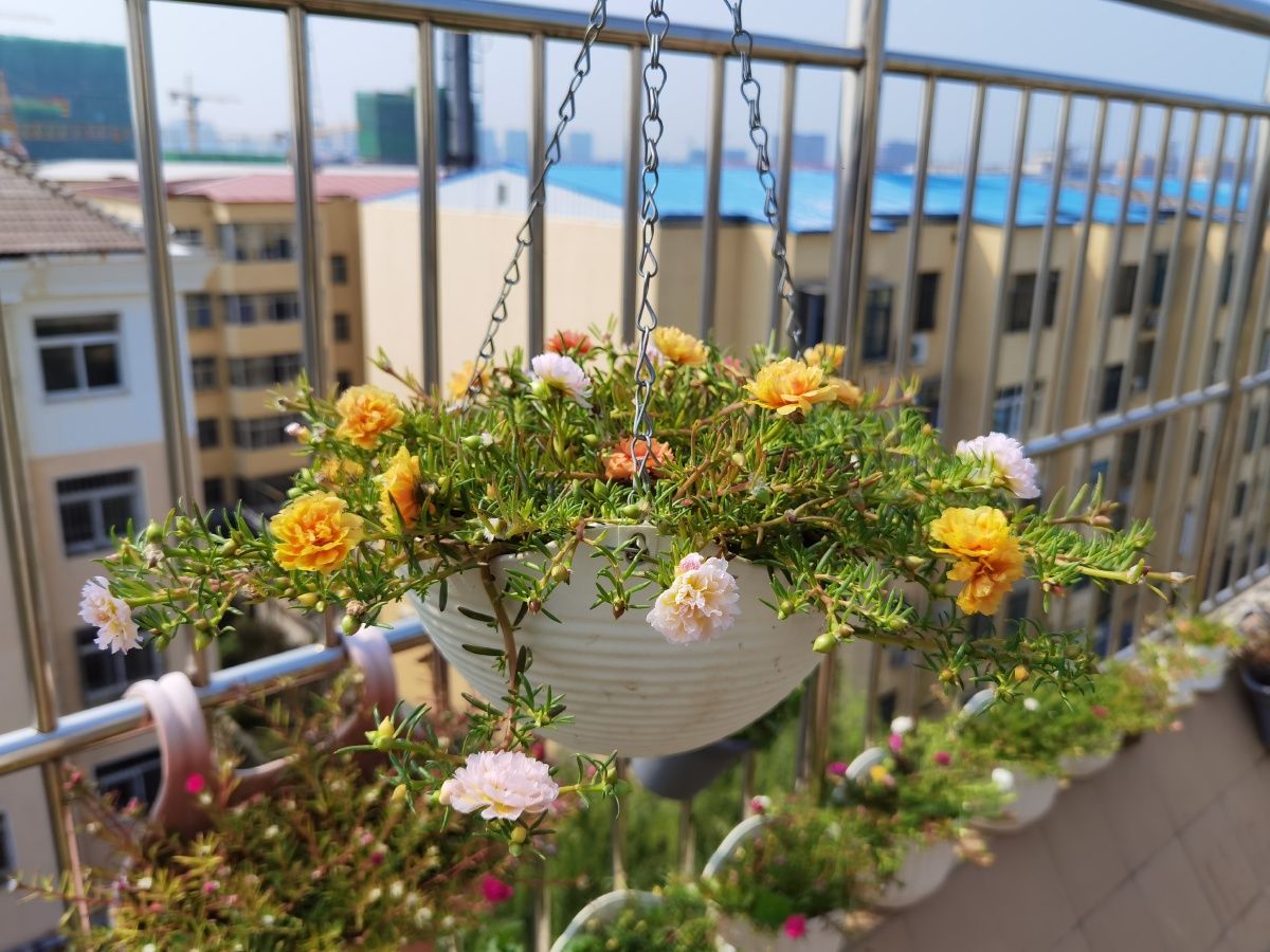 宿根太阳花
