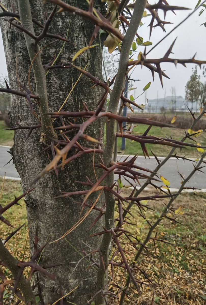 带刺的树皂角树