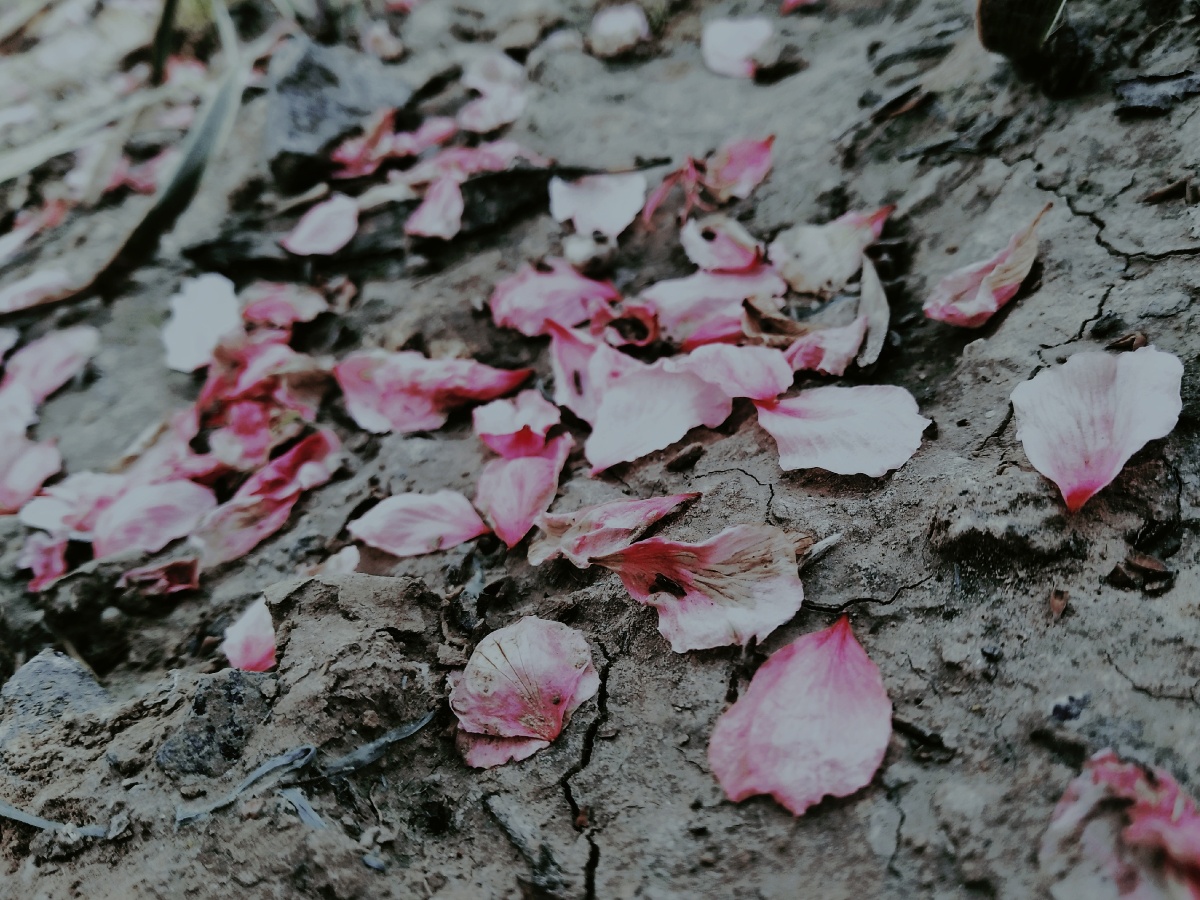 落红不是无情物化作春泥更护花