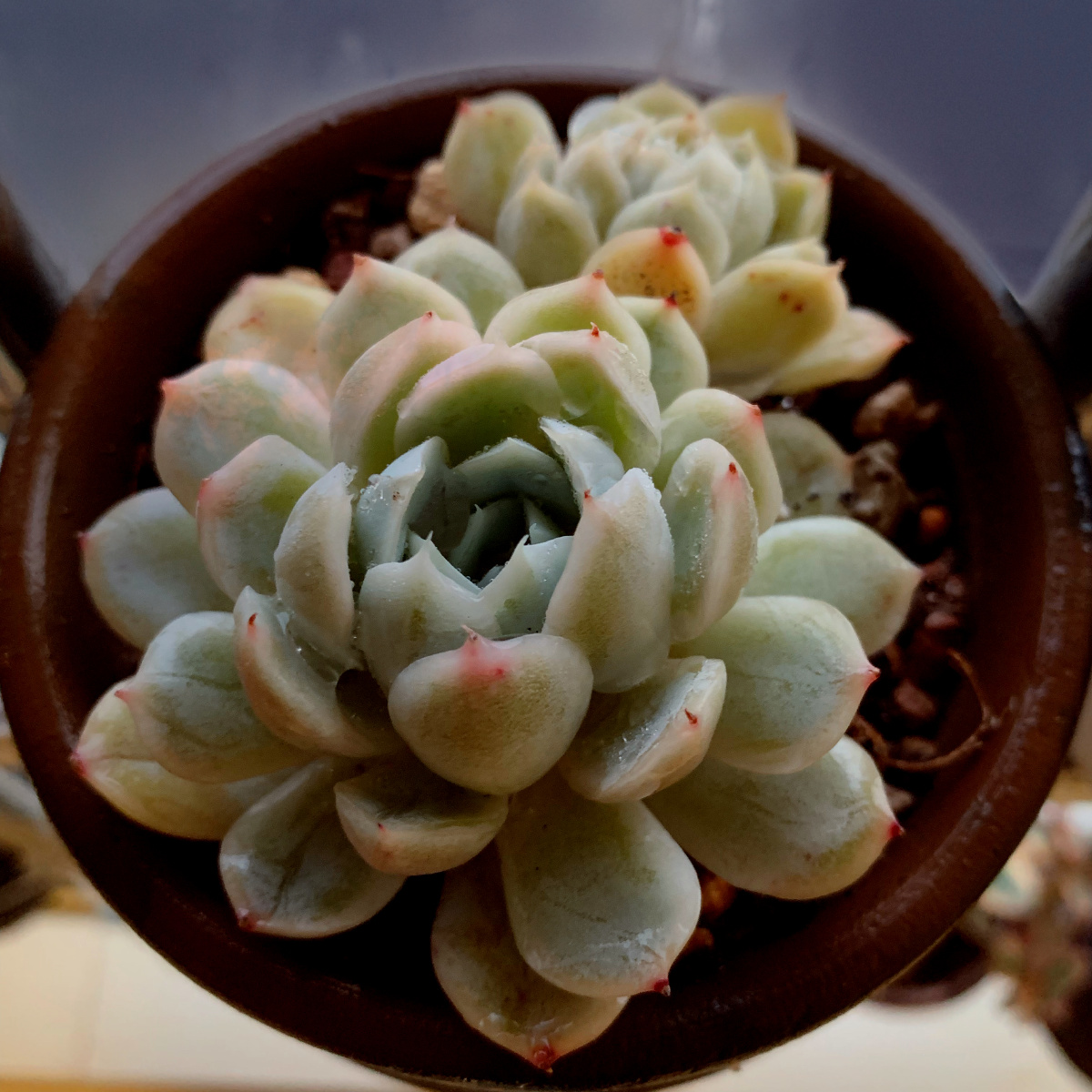 多肉 墨西哥雪球 - flora的秋天 - 图虫