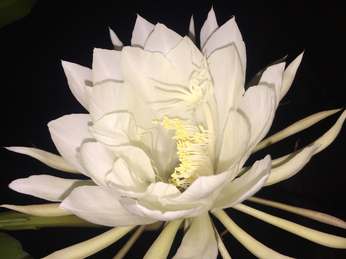 在黑暗中独自绽放的昙花,昙花一现,绽放的昙花