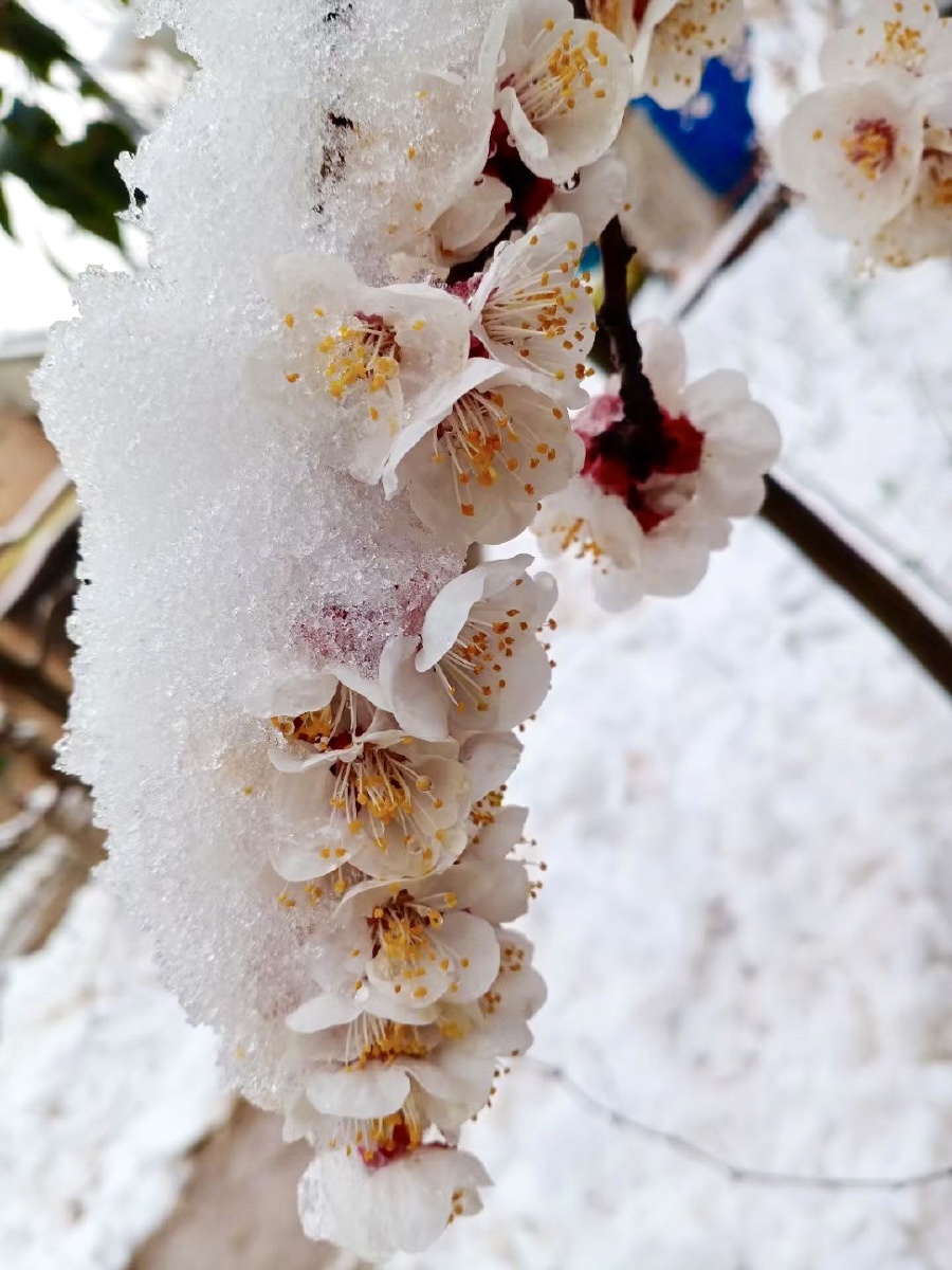 白雪压梅花枝头