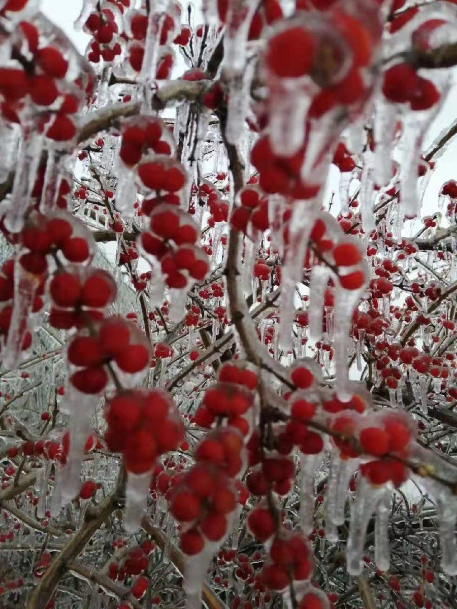 东北初冬的树挂