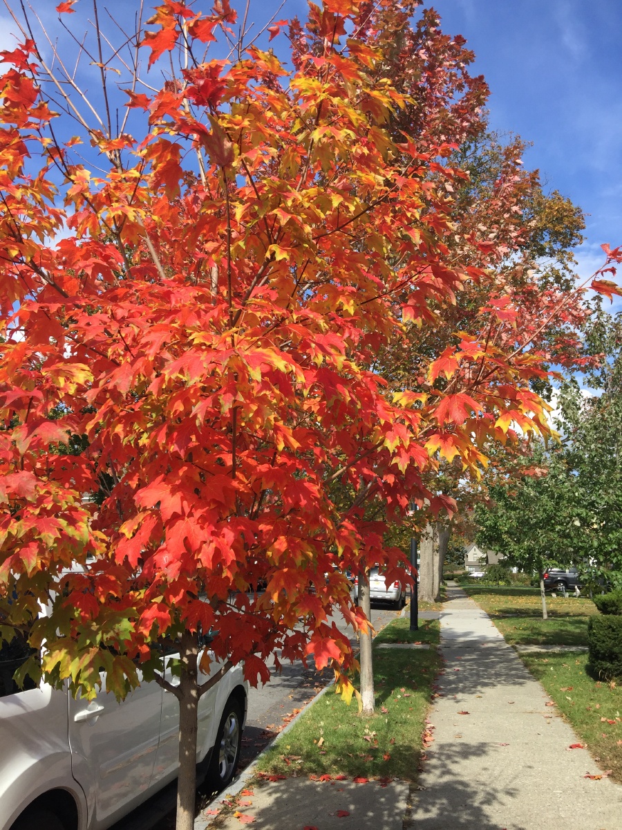 美国.纽约州 奥尔巴尼的枫叶