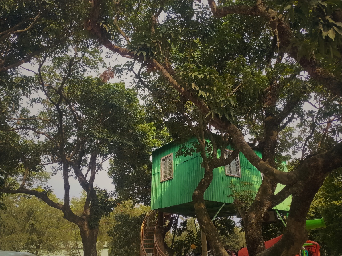 午后阳光下的林中房树中绿屋子