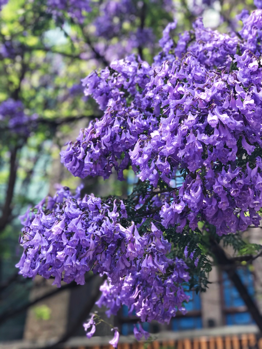 美丽昆明蓝楹花绽放花的海洋