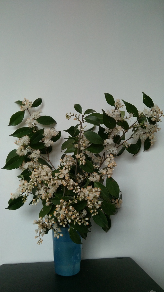 山矾科山矾留春树山桂花七里香