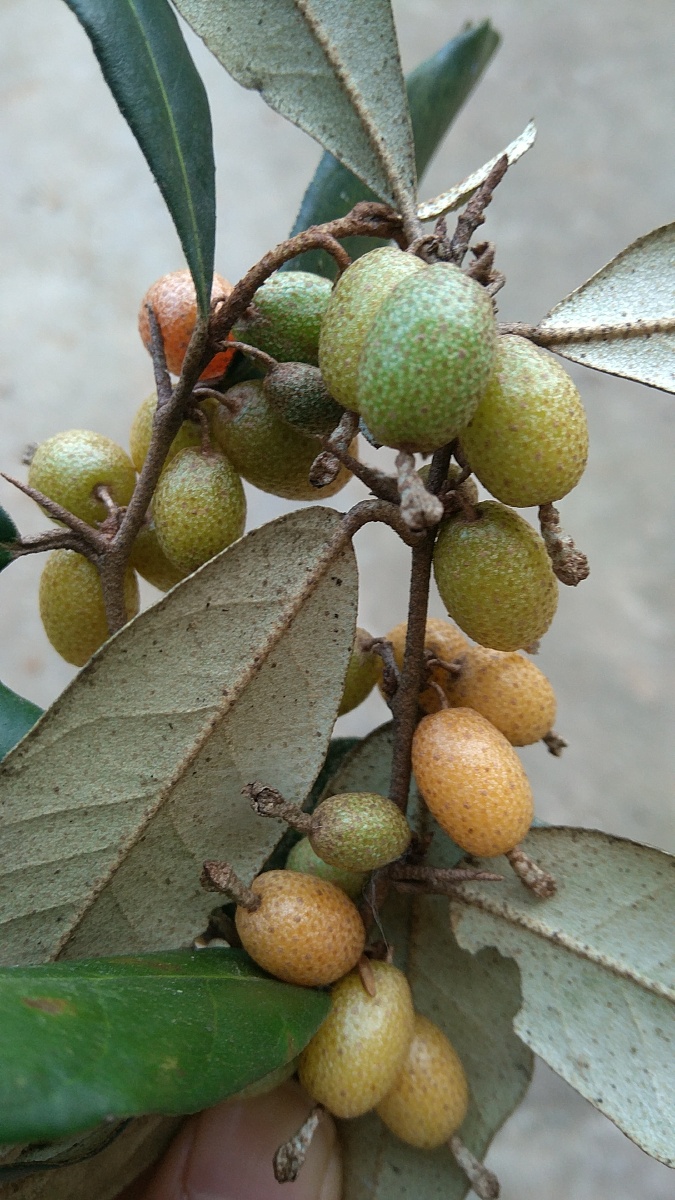 胡颓子半春子甜棒槌雀儿酥羊奶子