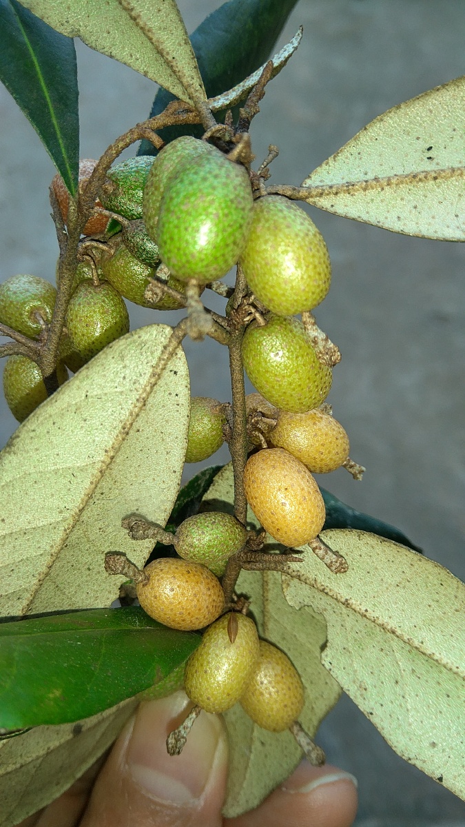 胡颓子半春子甜棒槌雀儿酥羊奶子