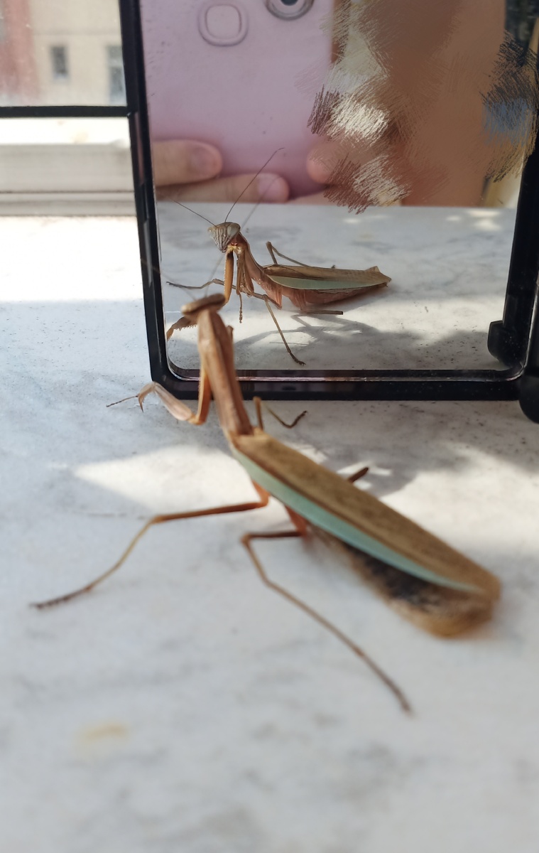 奇奇怪怪的螳螂照镜子它到底知不知道咋回事呢