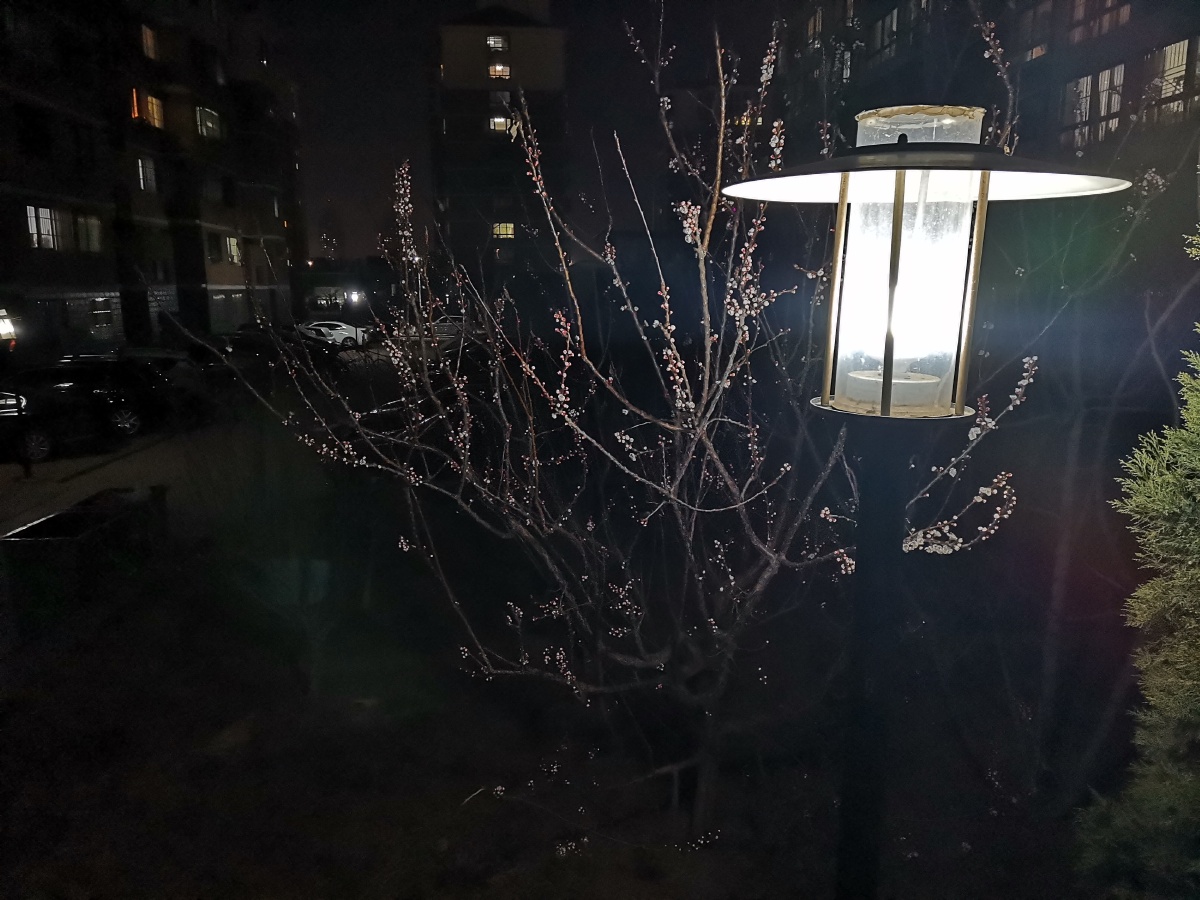 春天夜晚路灯下的桃树