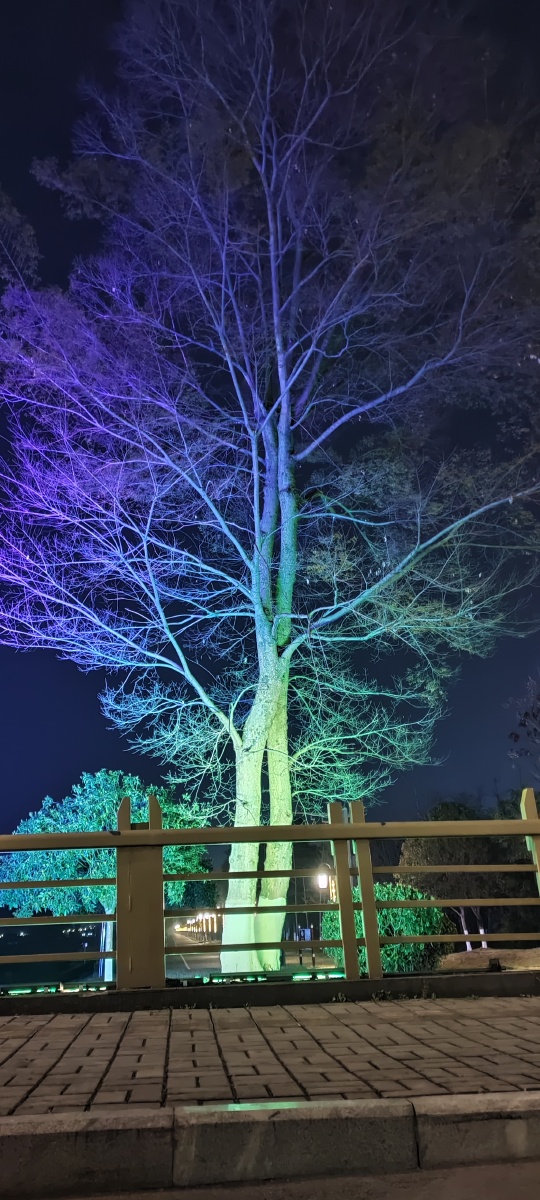 挂满星星许愿树祝你祝我心想事成