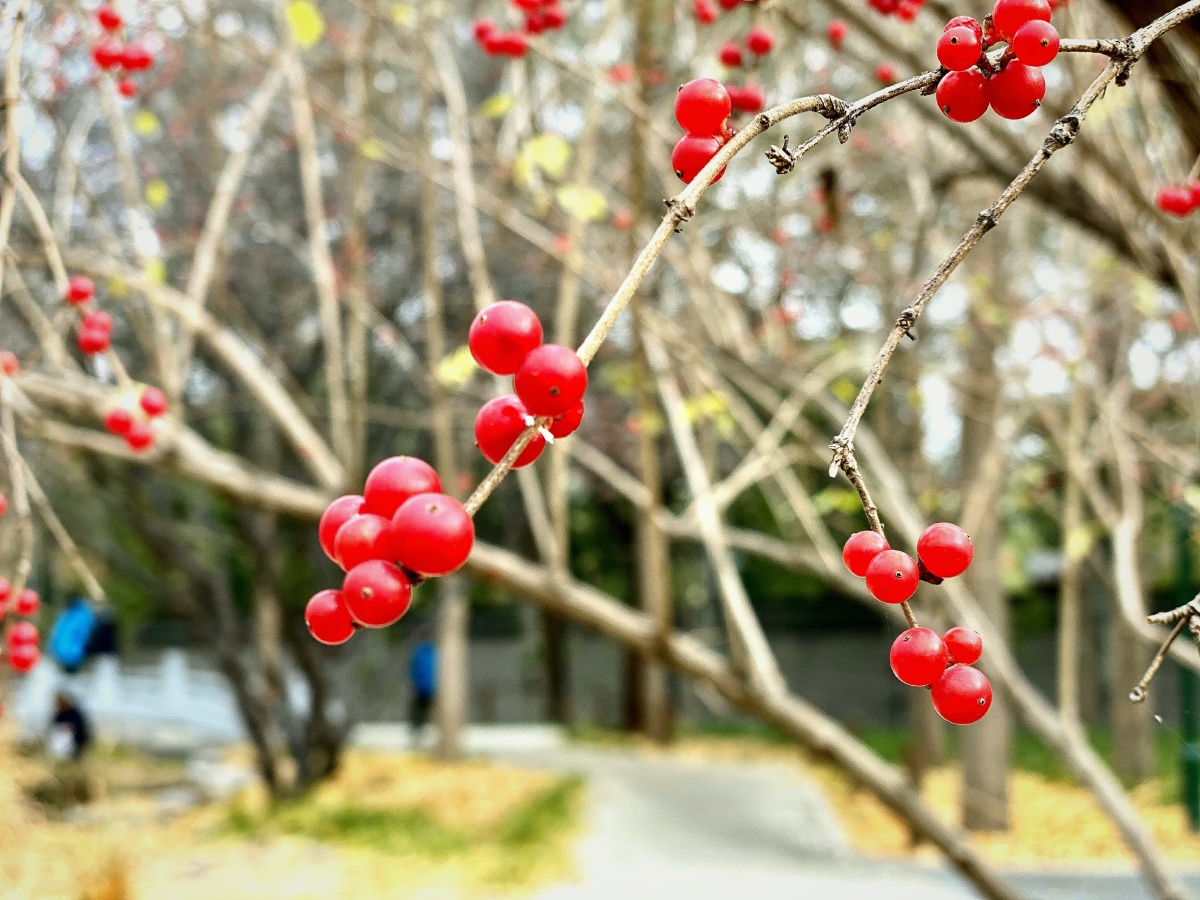 冬日的红果