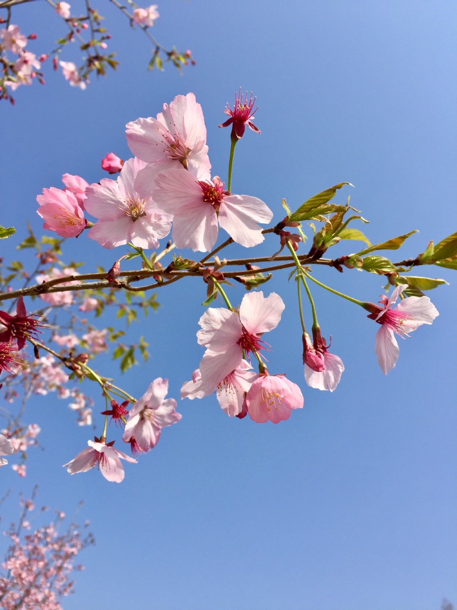 樱花盛开 蓝天樱花盛开 蓝天