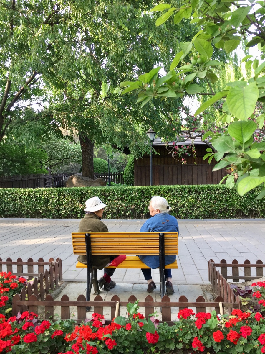 公园 春花烂漫 银发老人 聊天 长椅