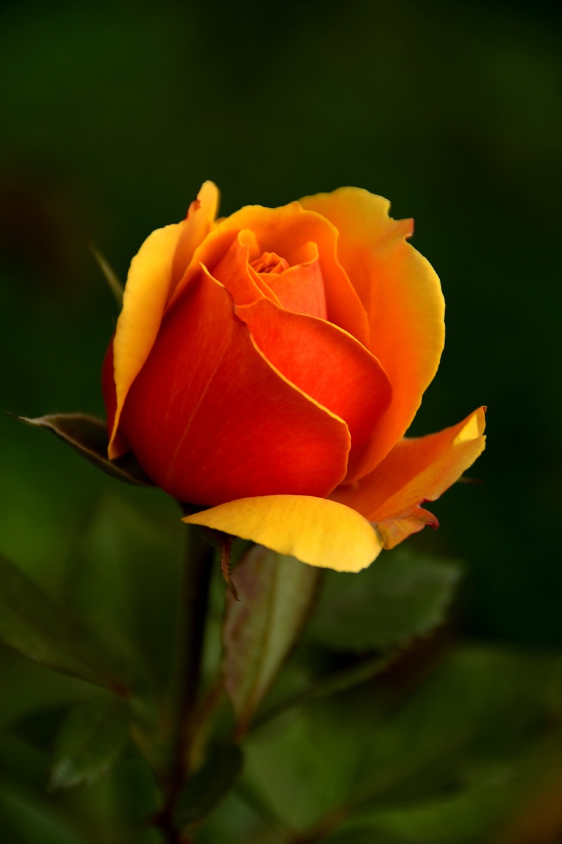 花香四月石竹花和玫瑰花散发着香气格外养眼