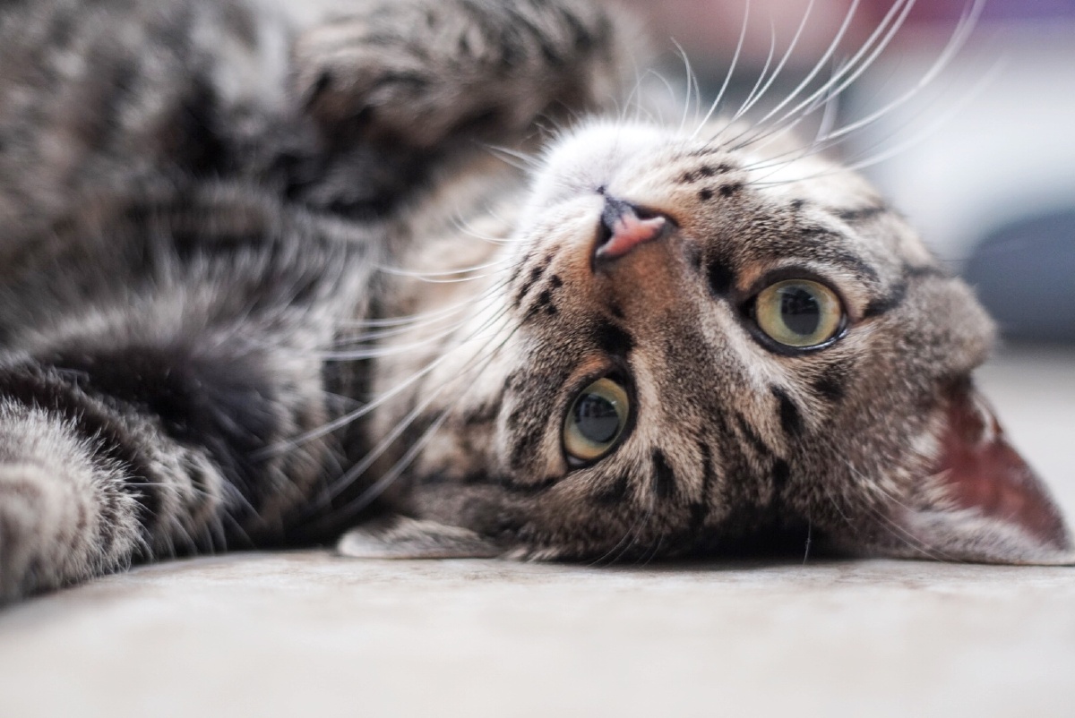 猫|喵|黑豆豆|调皮捣蛋的粘人精 - 猫和宅 - 图虫